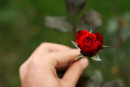 Red garden wild rose
