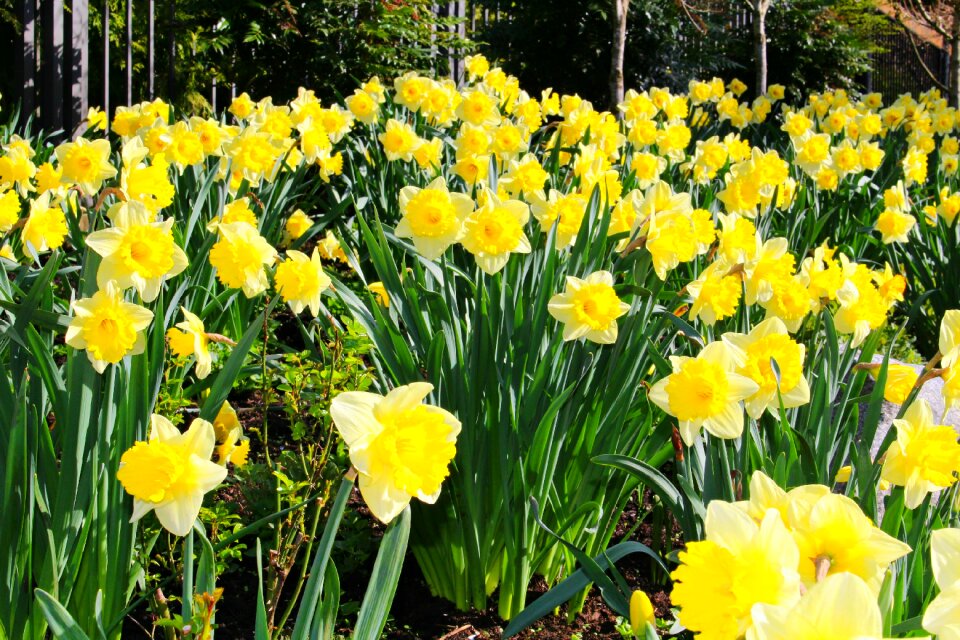 Garden flower spring flower
