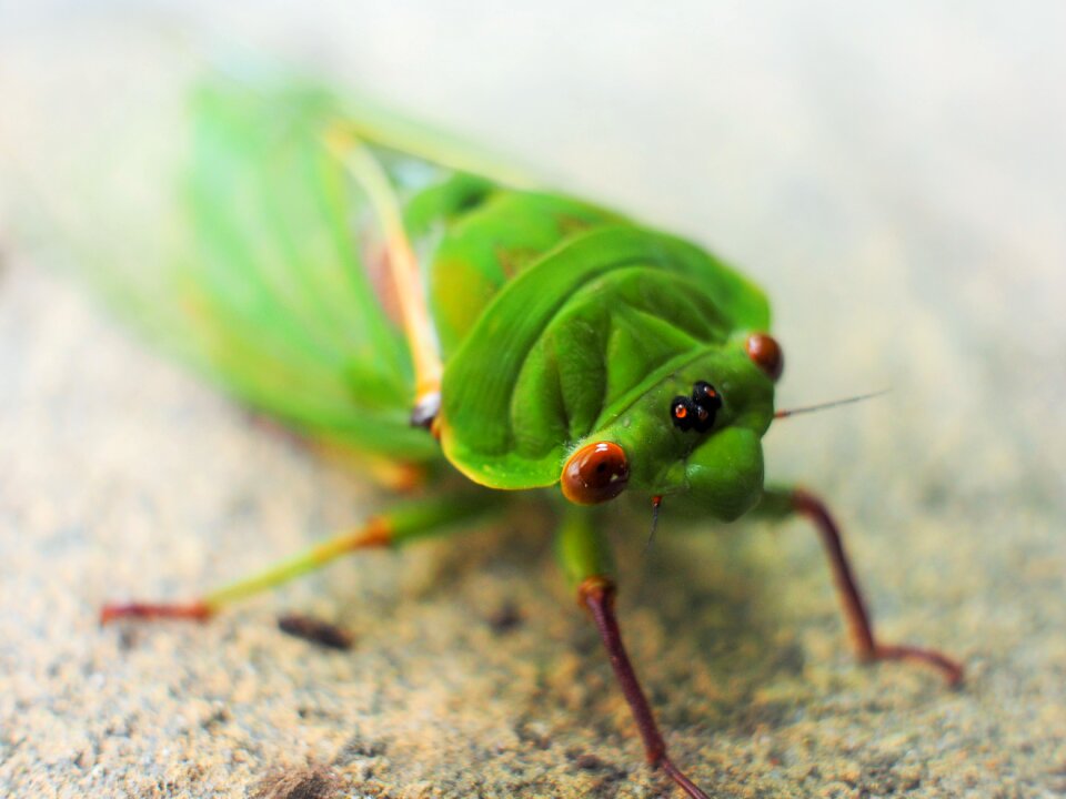 Eyes wings animal