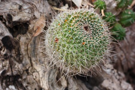 Skewers barbed nature