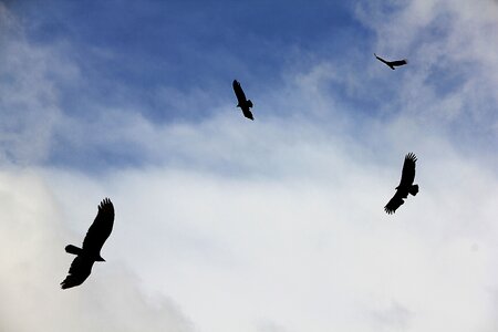 Wild animal graceful bird photo