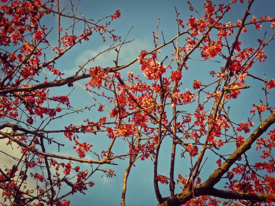 Spring bush branch