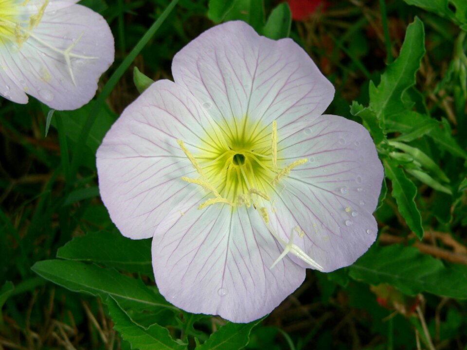 Yellow flower nature