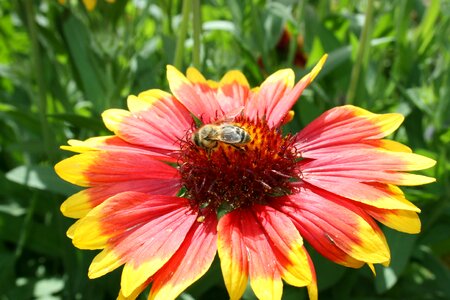 Insects summer garden photo