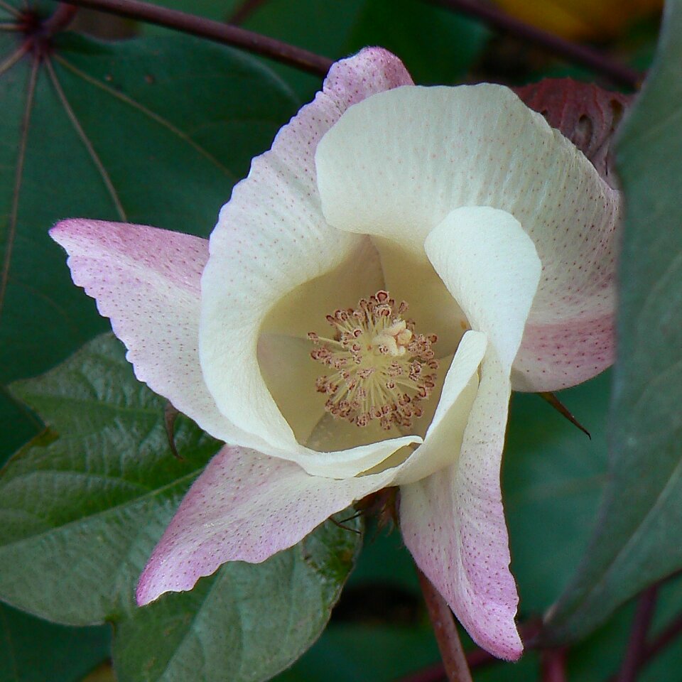 Cream pink close-up