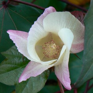 Cream pink close-up