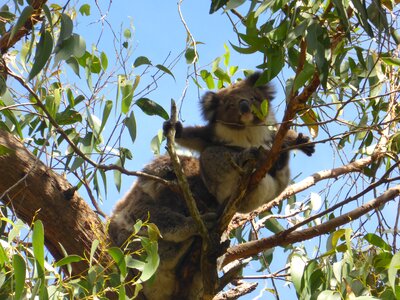 Wildlife aussie cape otway photo