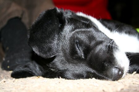 Sleeping domestic animal