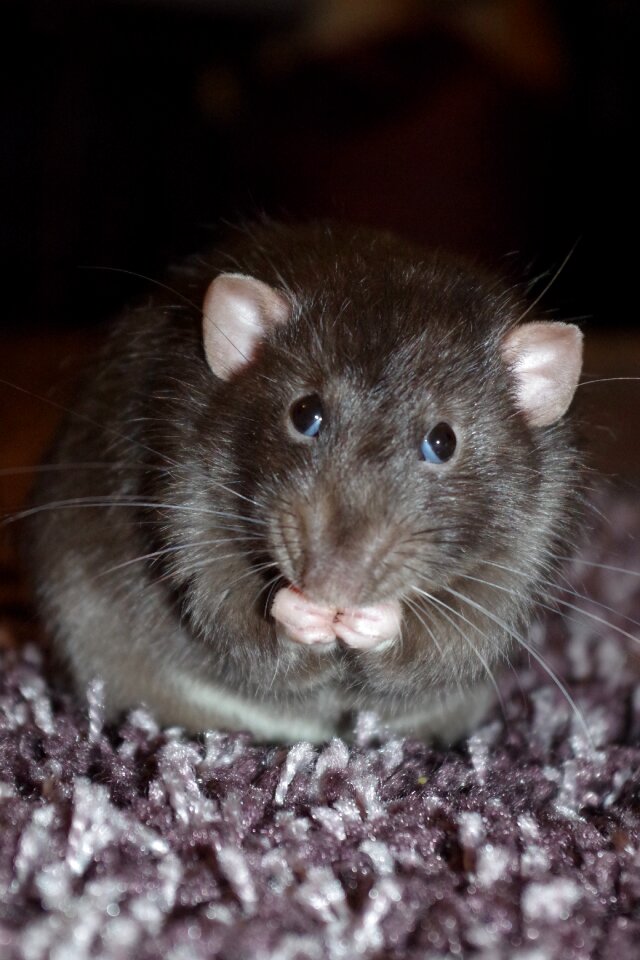 Pet rodent animal