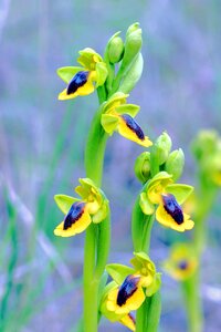 Ophrys lutea orchid clape