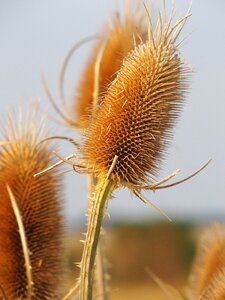 Decoration gold prickly