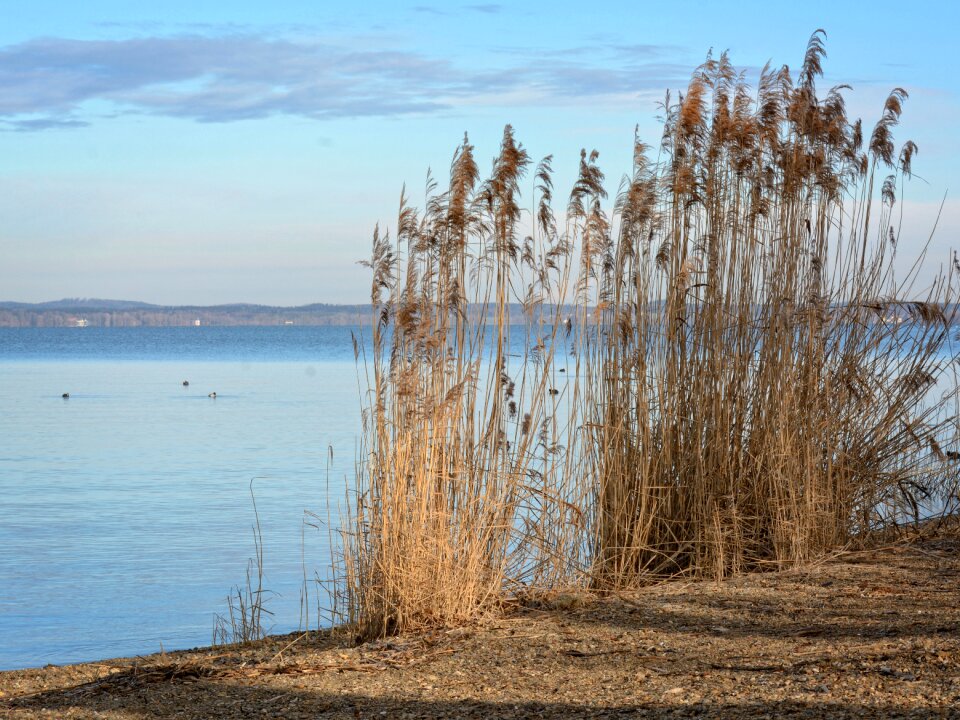 Chiemsee nature water