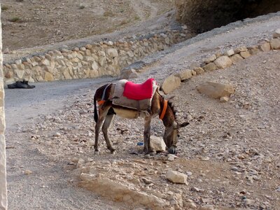 Israel judah desert waiting photo