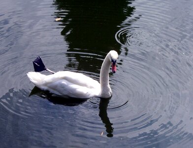 Water river bird