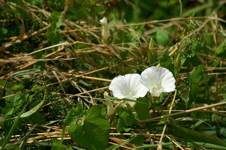 Fields plants nature