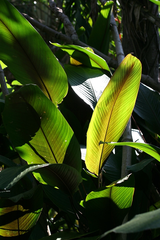 Tropical plant natural