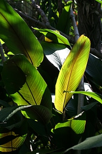 Tropical plant natural photo