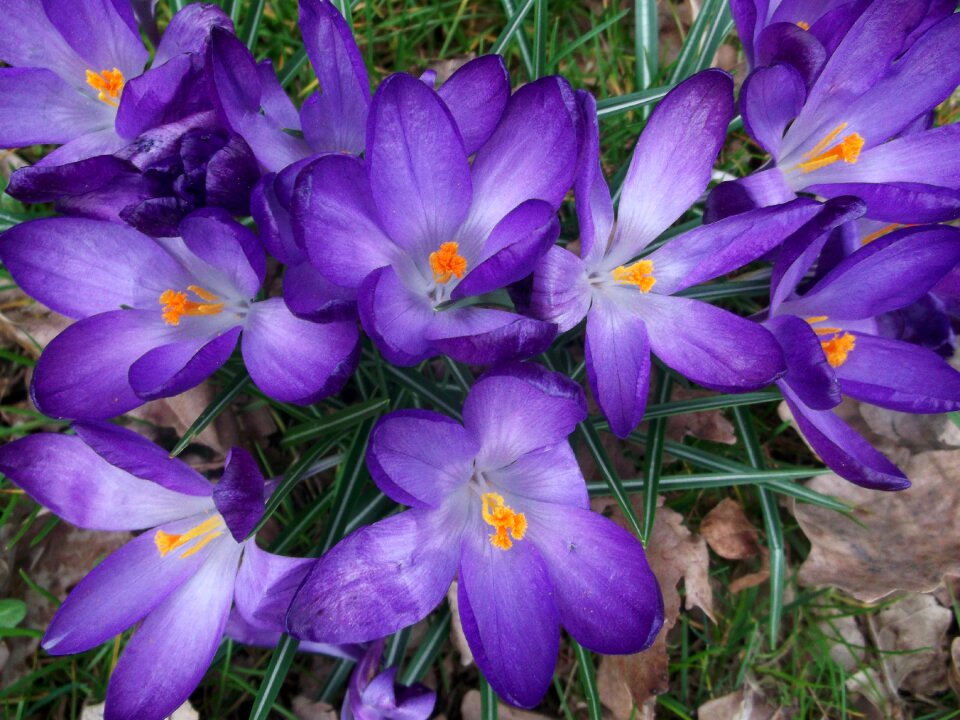 Purple spring plant