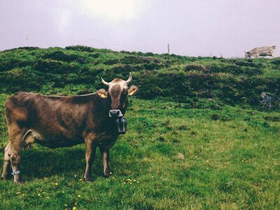 Pasture animal cattle photo