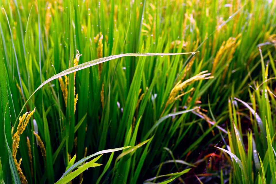 It's raining dew living foods