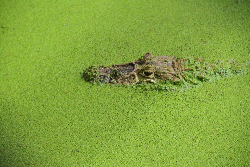 Crocodile camouflage reptile