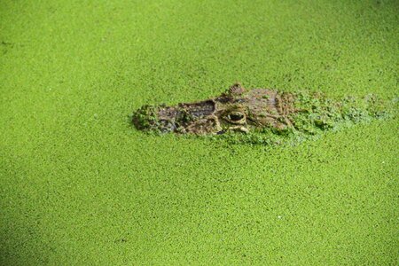 Crocodile camouflage reptile