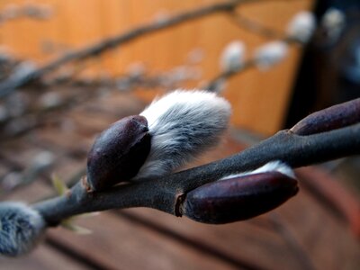Spring velvet furry