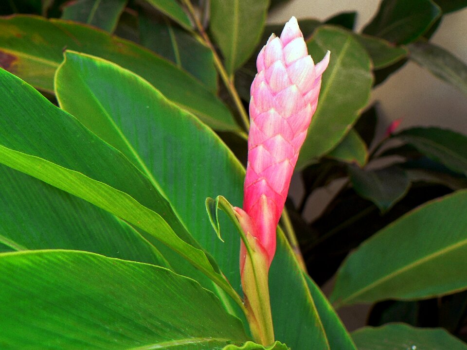 Pink pink flower color pink