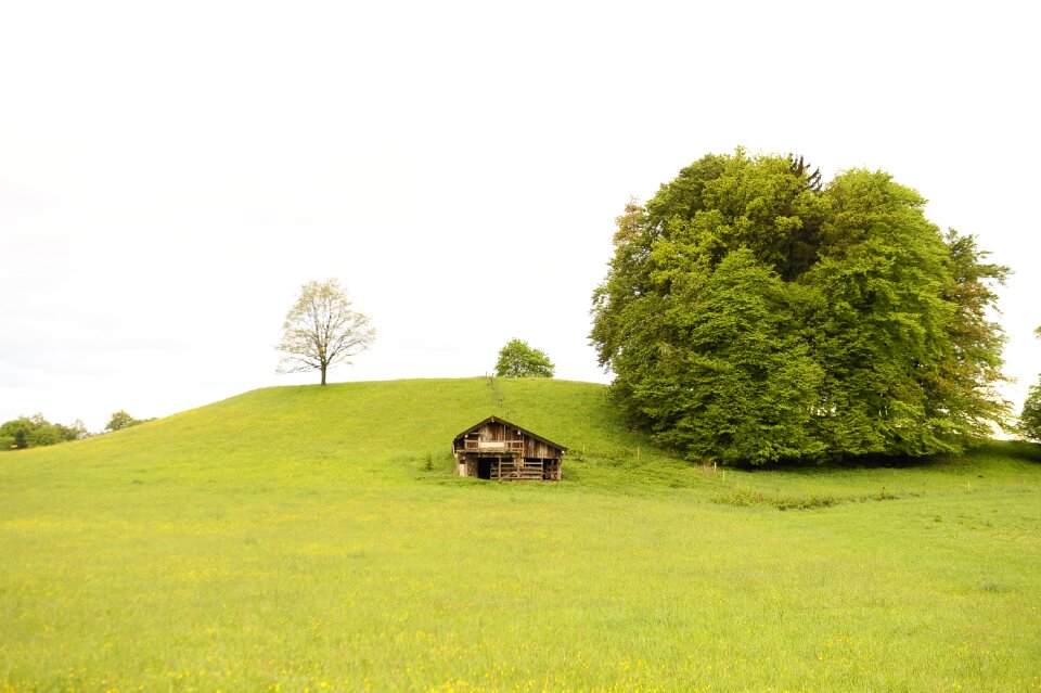 Meadow trees field photo