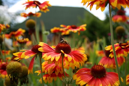 Flower garden summer