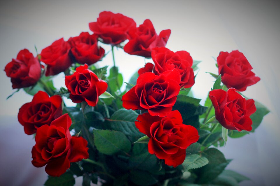 Rose red flower