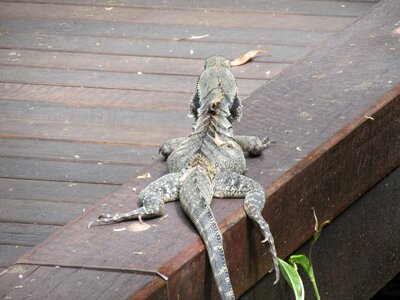 Lizard relax forest
