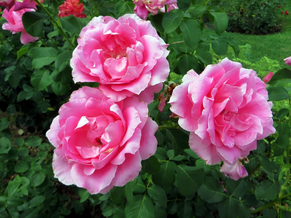 Garden summer flowers pink flowers
