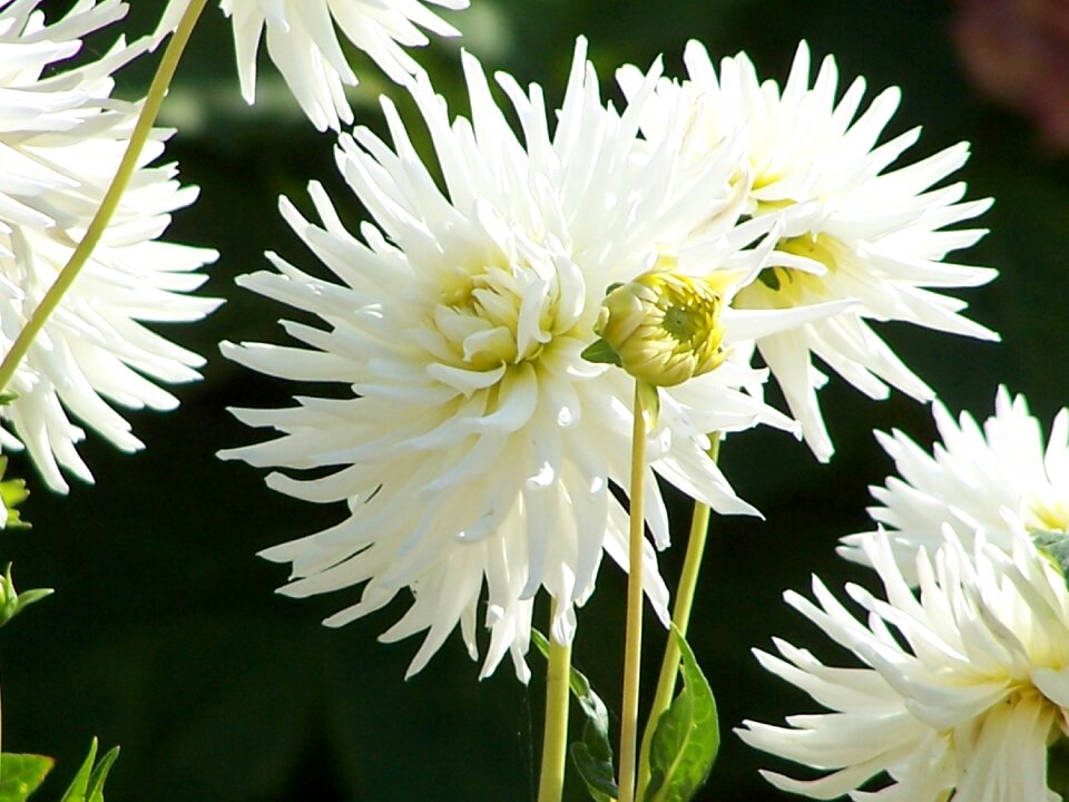 Summer horticulture spring