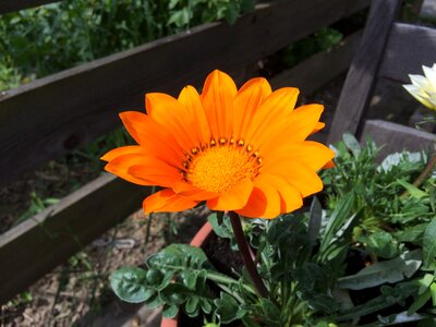 Composites summer flower feather