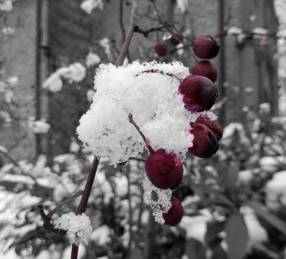 Wintry nature red