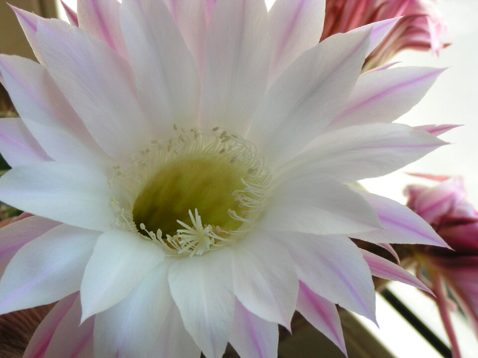 Exotic close up bloom