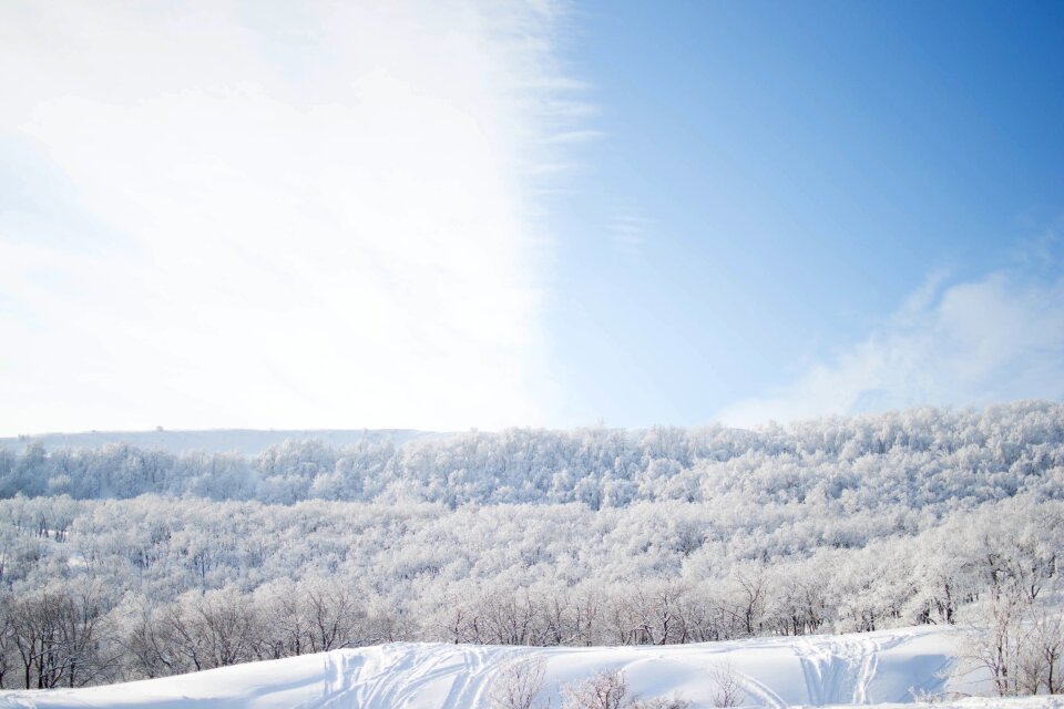 Nature landscape trees photo