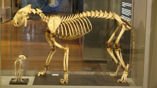 Feline skeleton animals