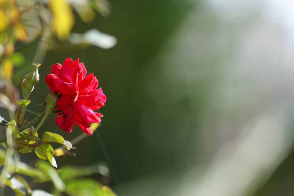 Beautiful nature natural