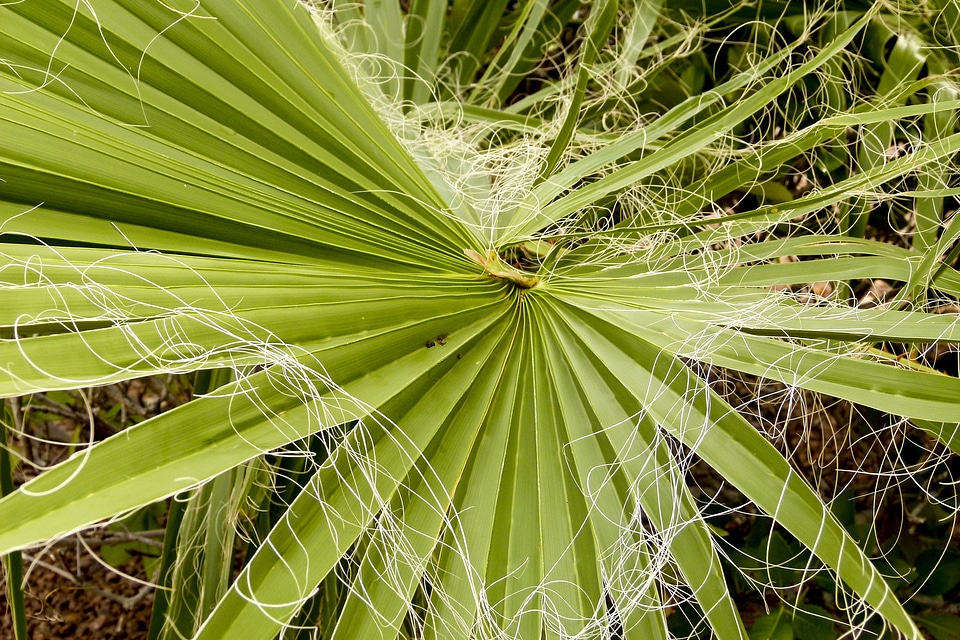 Desert nature leaves