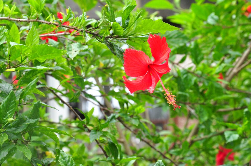 Petals green leaf