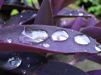 Raindrop purple leaf magnifying effect