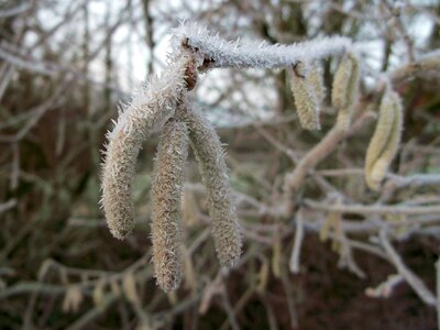 Winter frost common hazel