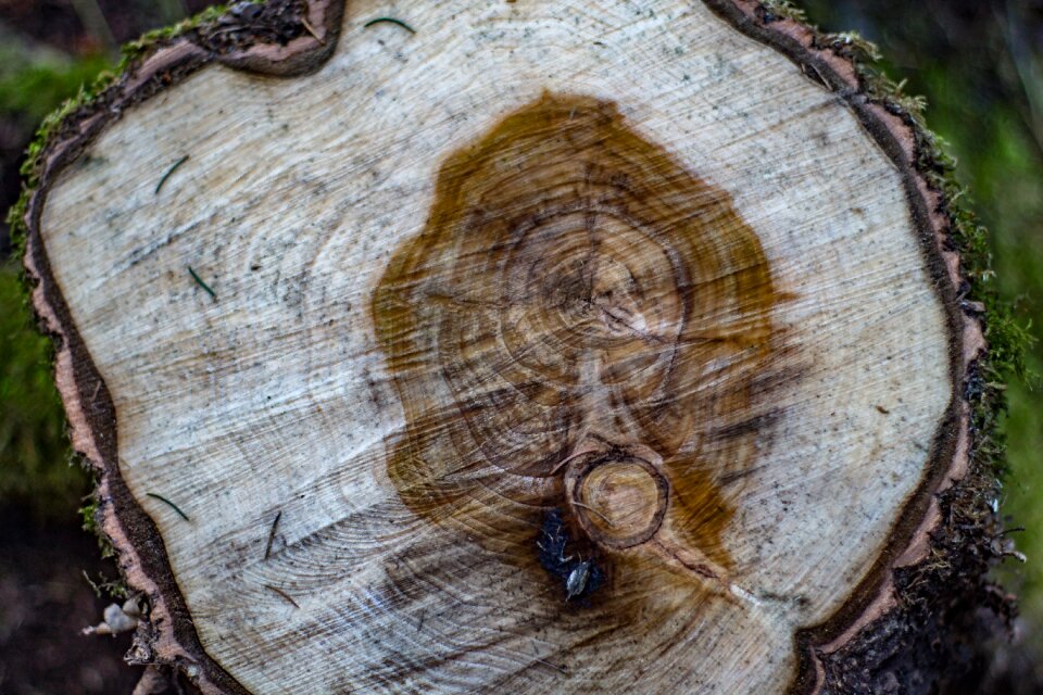 Tribe grain structure