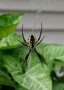 Arachnid close insect