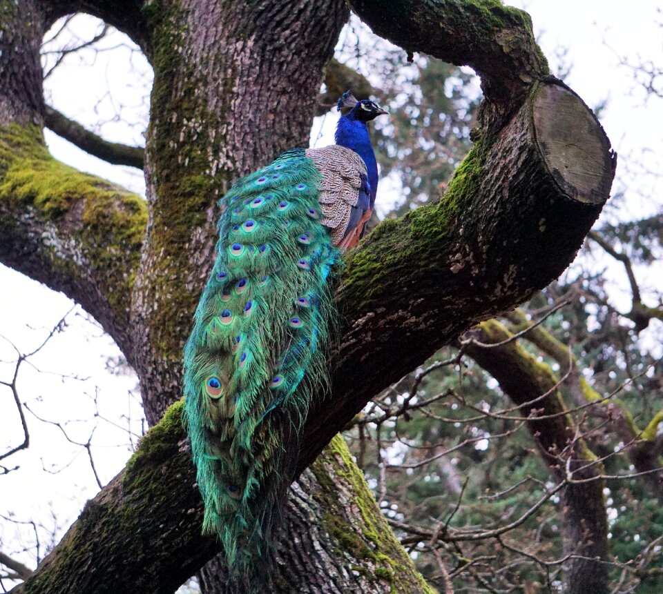Nature tree