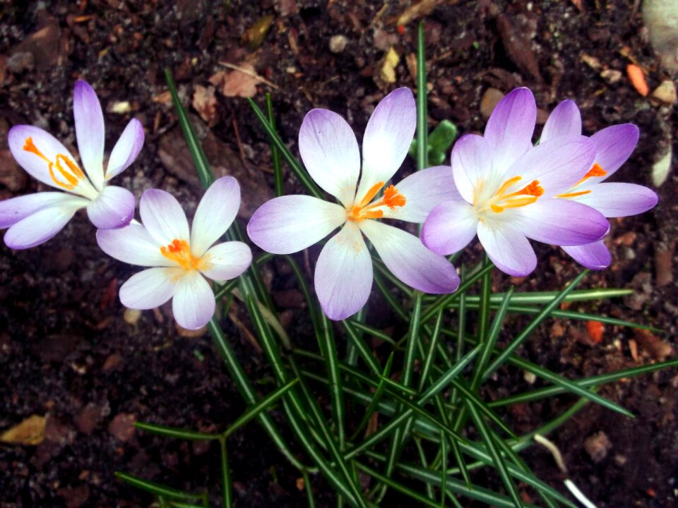 Purple spring plant