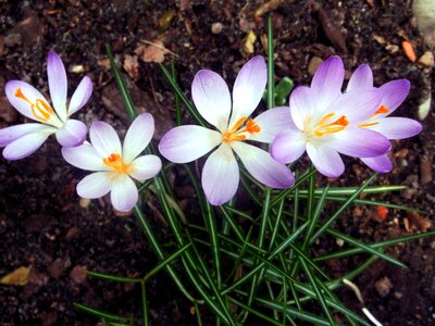 Purple spring plant