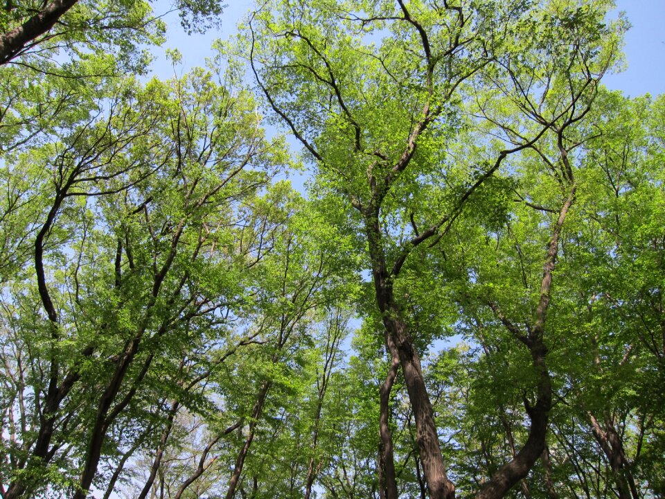 Sunbeams green forest